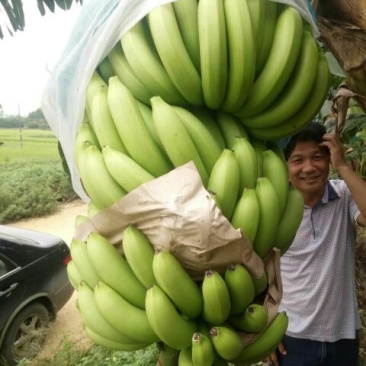 香蕉七成熟