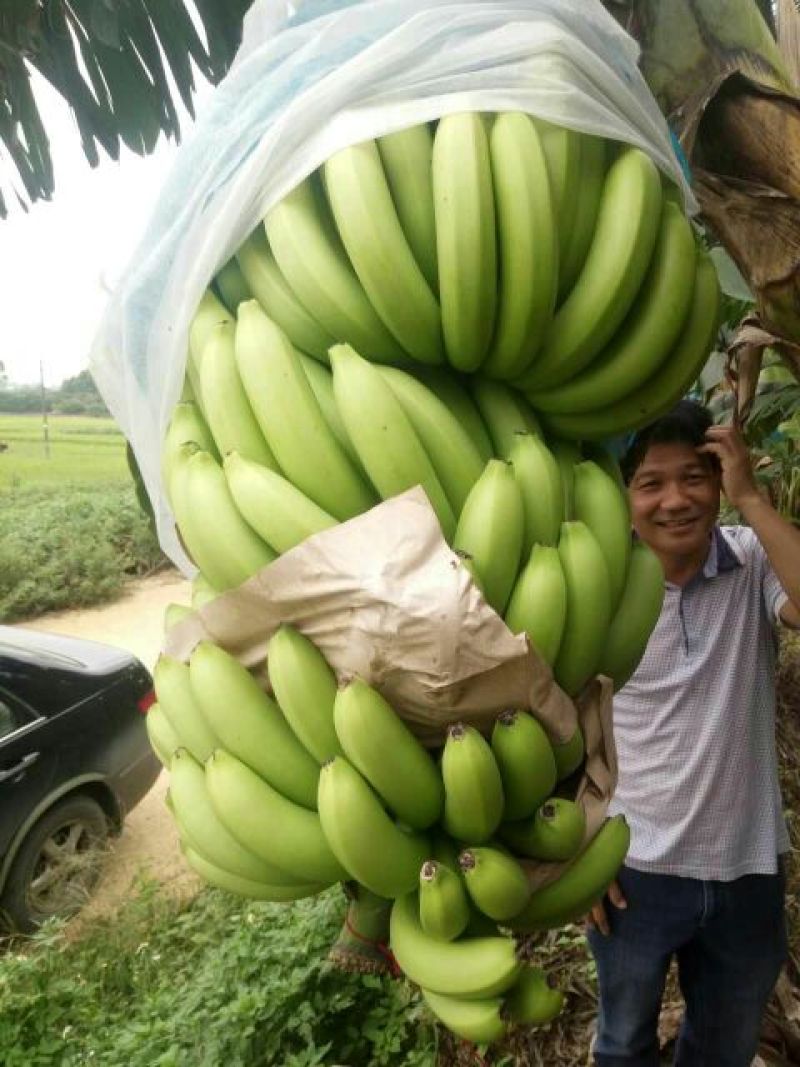 香蕉七成熟