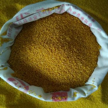 马坡金谷小米常年供应，物流发货