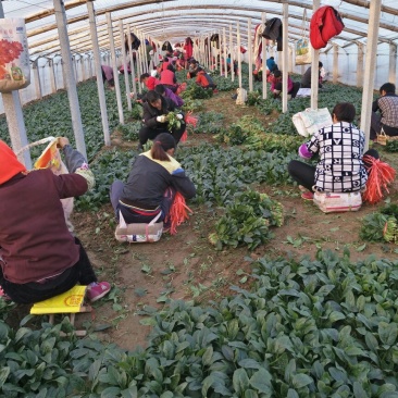 大叶菠菜20~25厘米