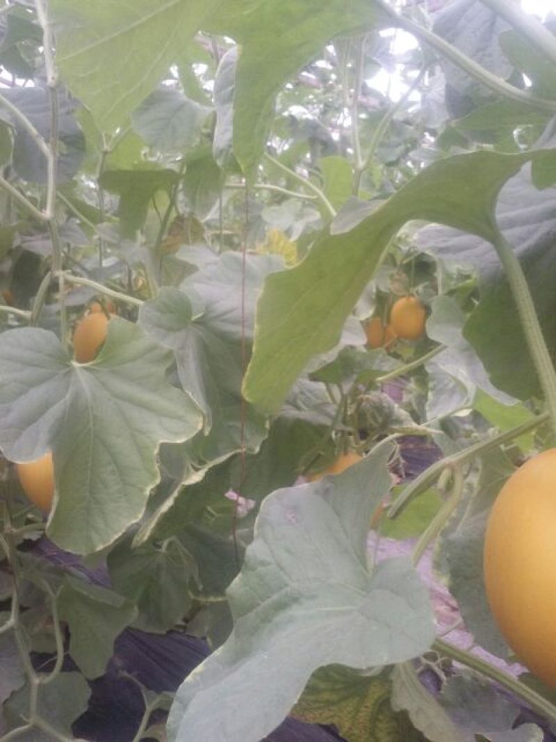 九红瑞香瓜3月份大量上市