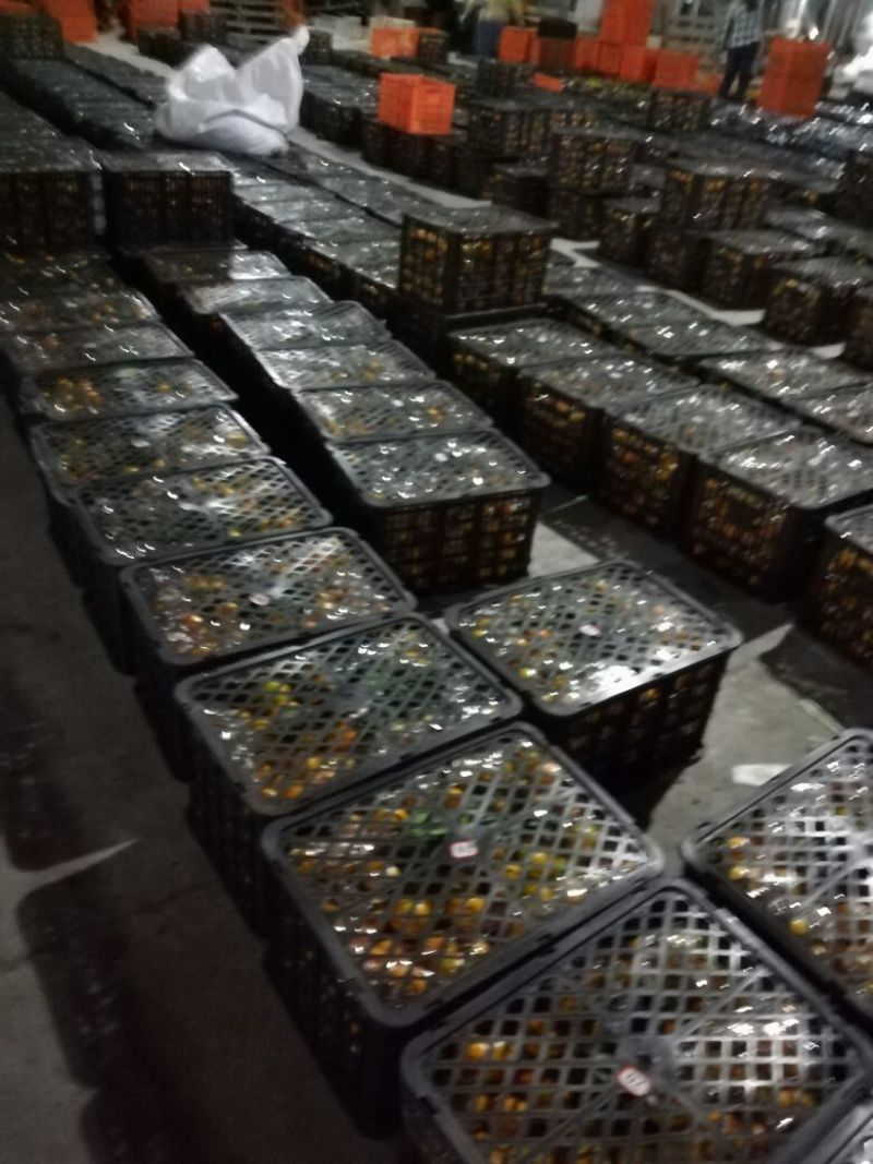特早蜜橘，达分，四文，国庆，品质好，支持全国发货