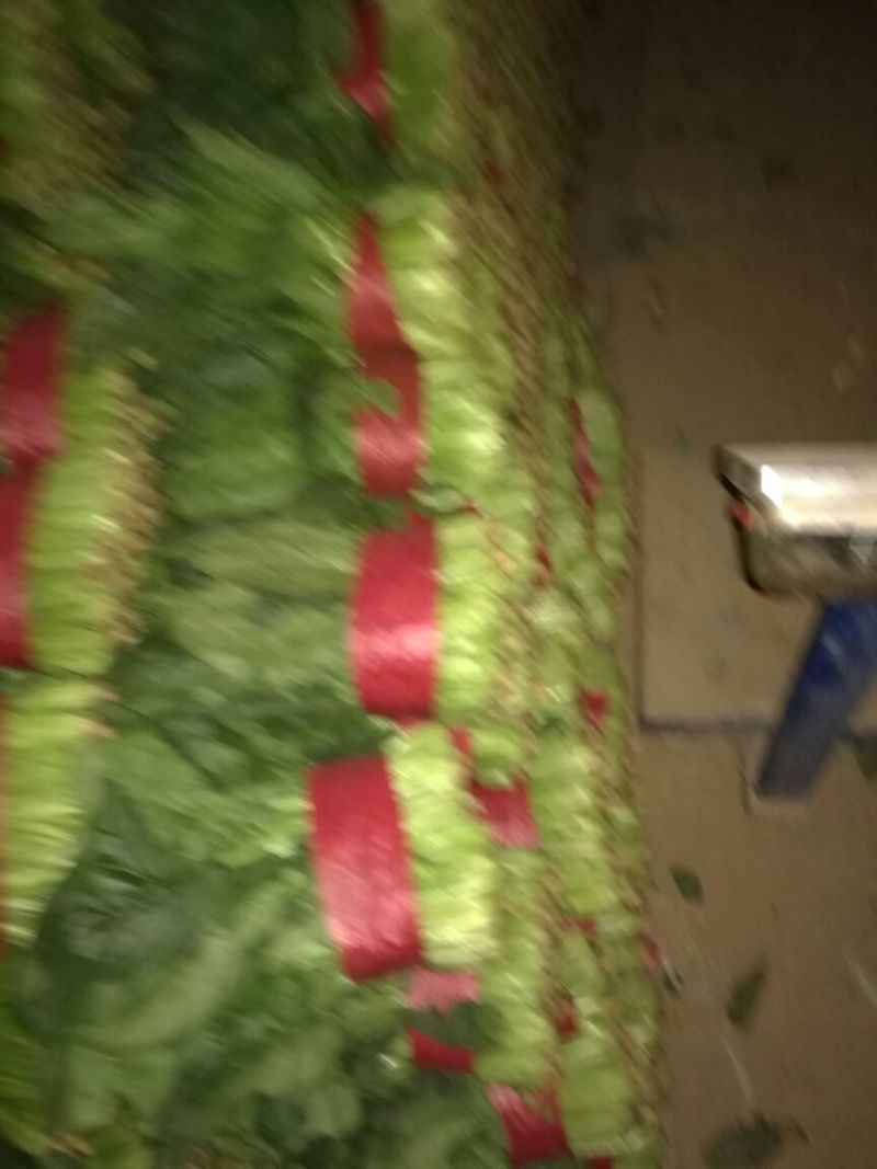 山东菠菜/大叶菠菜/产地货源/自家基地/欢迎采购商来电