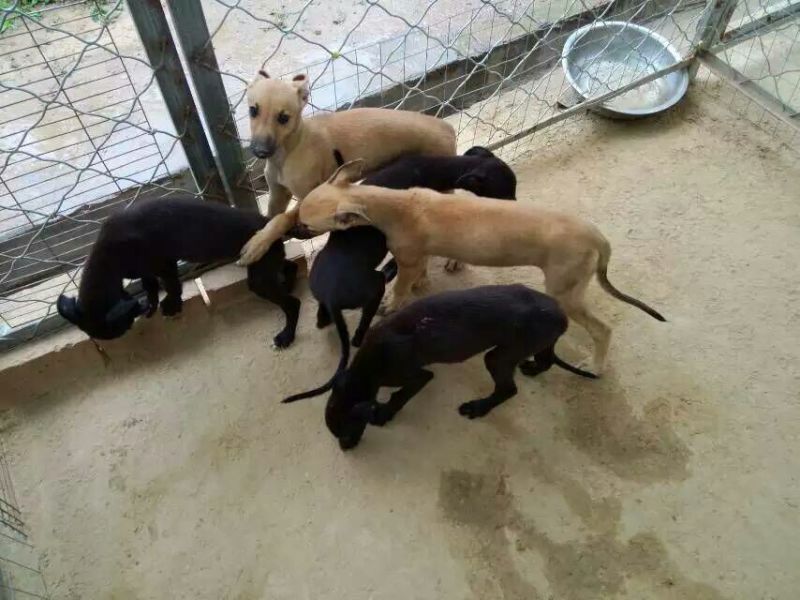 格力犬
