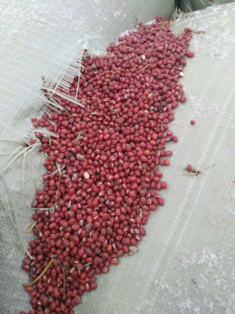红小豆袋装
