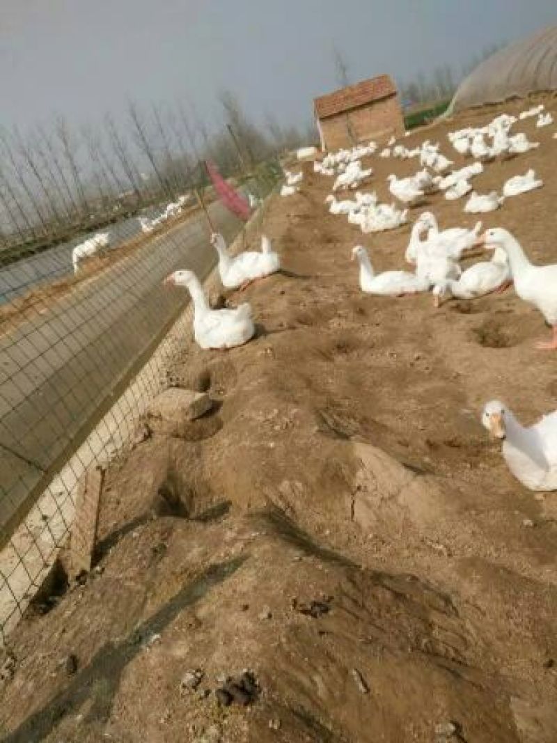 扬州大白鹅苗250g以下