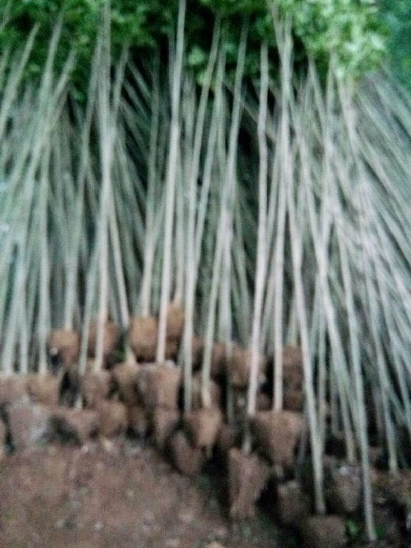 江苏大叶女价格直销无中介适合苗圃种植