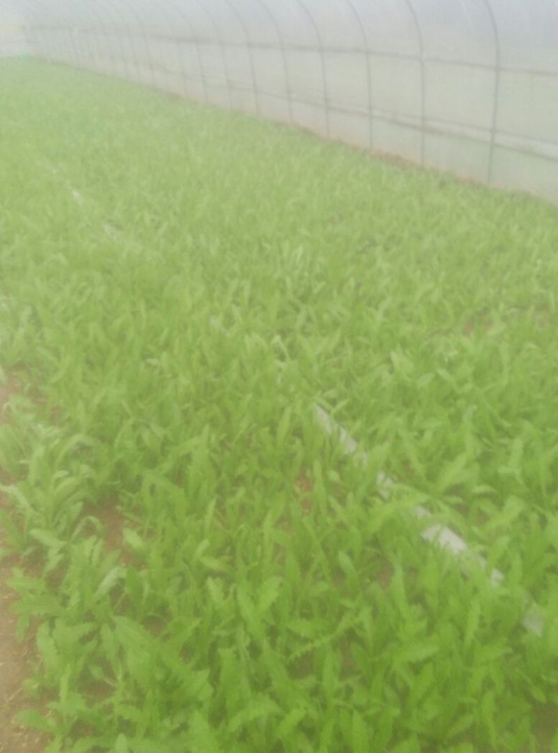 紫油麦菜20~25厘米以上