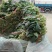 越冬菠菜25~30厘米