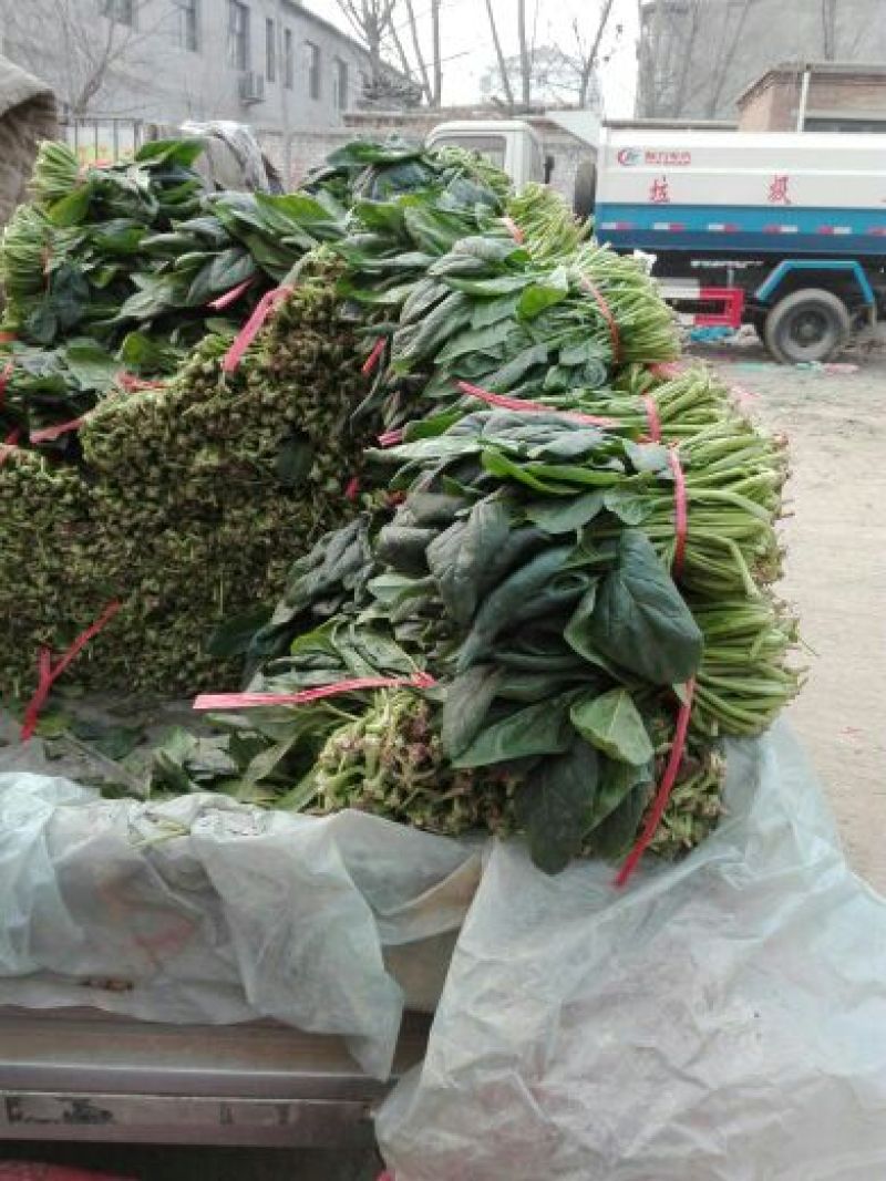 越冬菠菜25~30厘米