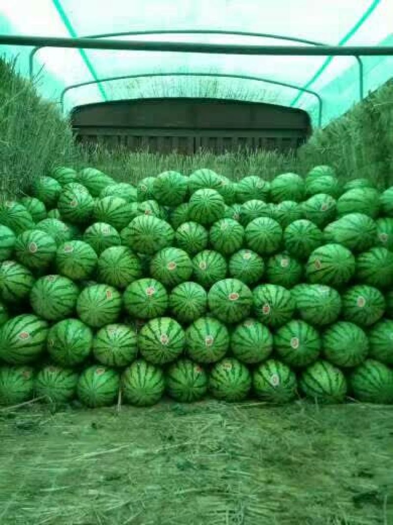 金城5号西瓜10斤打底9成熟1茬