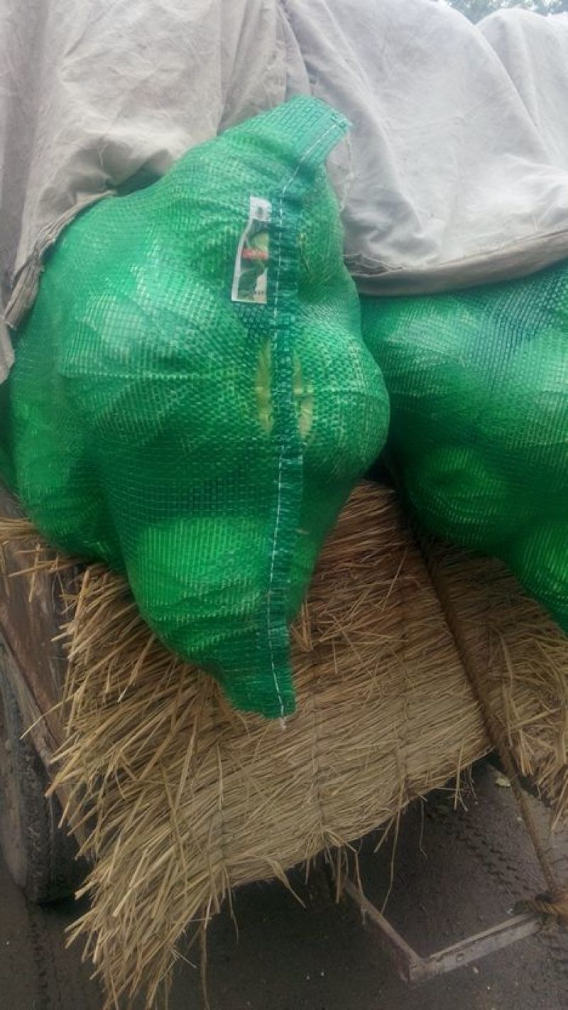 甘蓝金乡县甘蓝供应精品