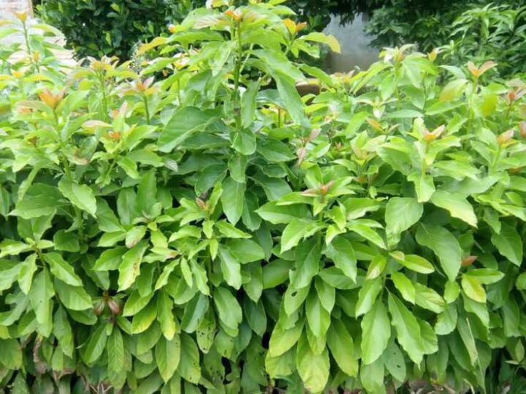 牛油果苗 30~50cm批发_苏振威供应_一亩田农