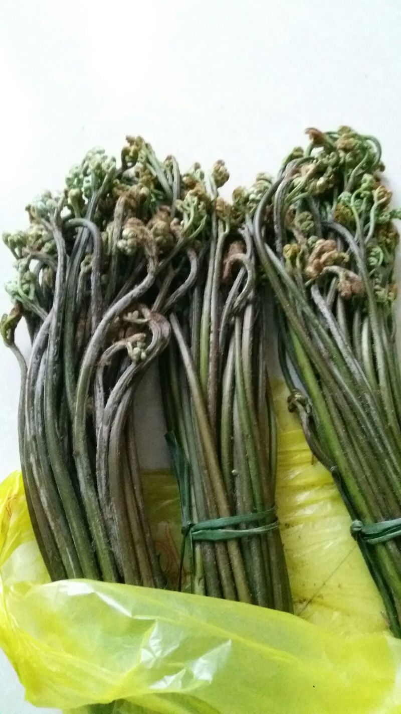 龙爪菜