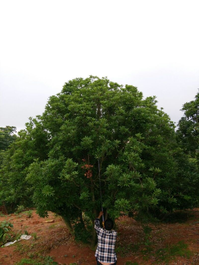 杨梅树51~80cm