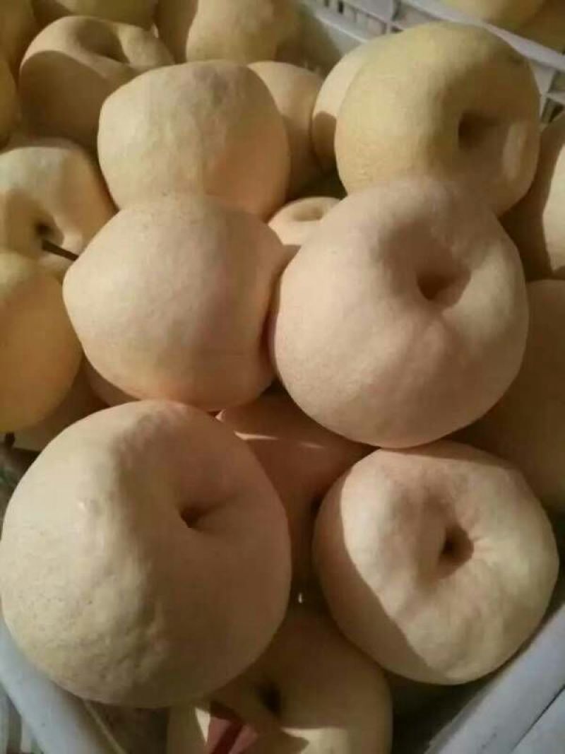 酥梨250~300g纸箱