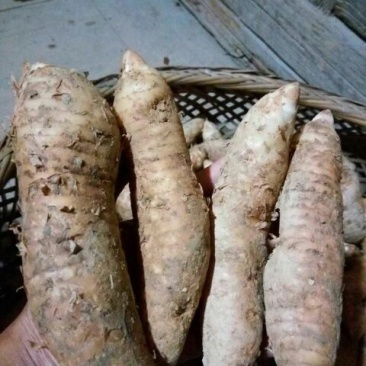 天麻特级