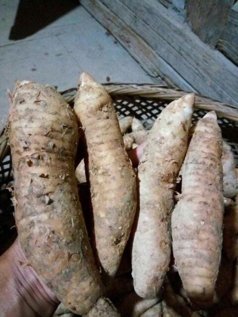 天麻特级
