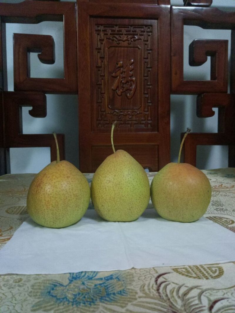 京白梨100~150g纸箱