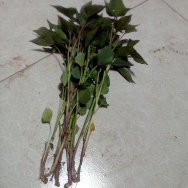 红薯苗15~25cm