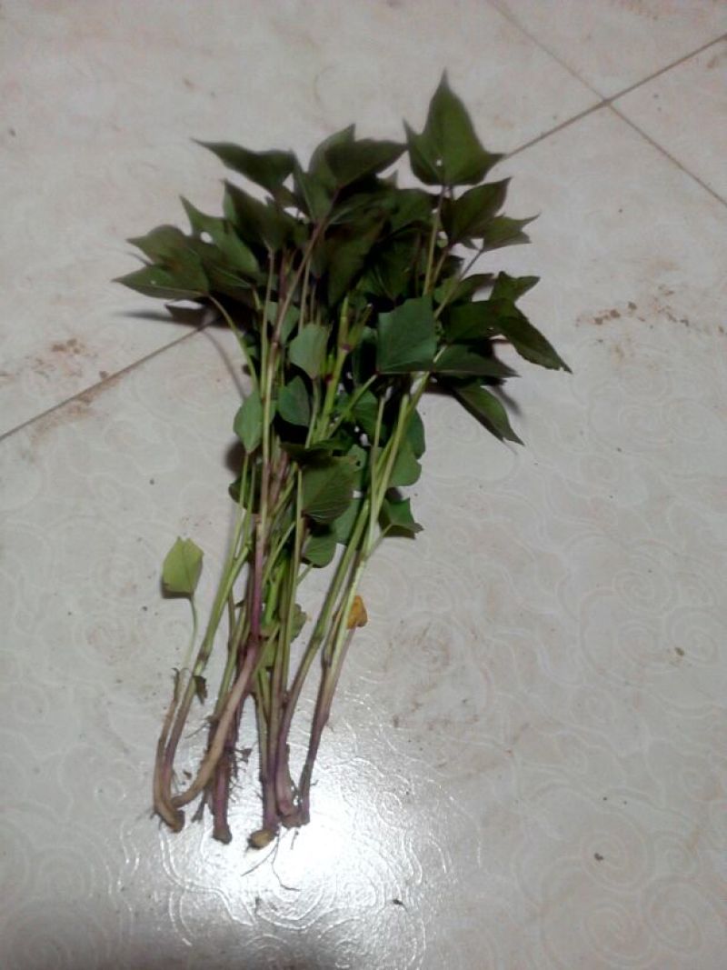 红薯苗15~25cm