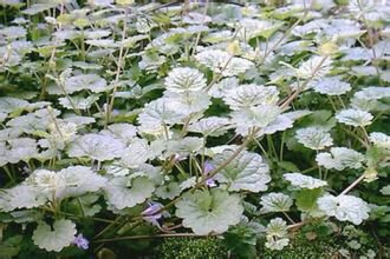 连钱草，养生，排石冲剂