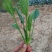大叶菠菜10~15厘米