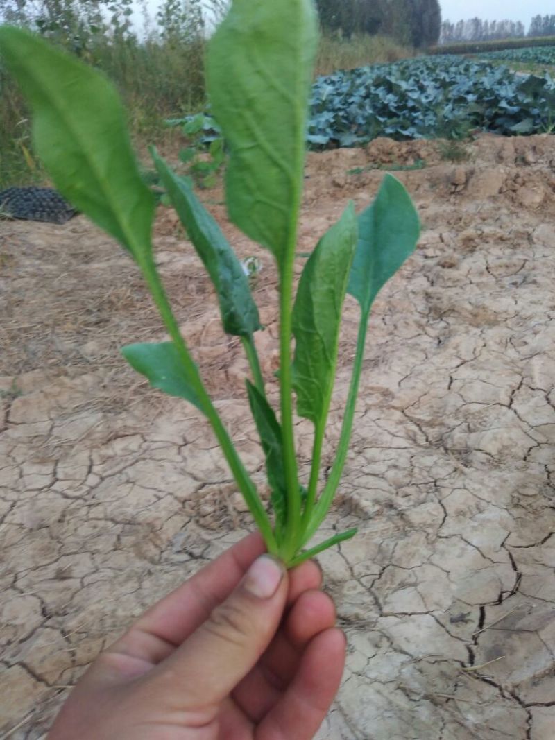 大叶菠菜10~15厘米