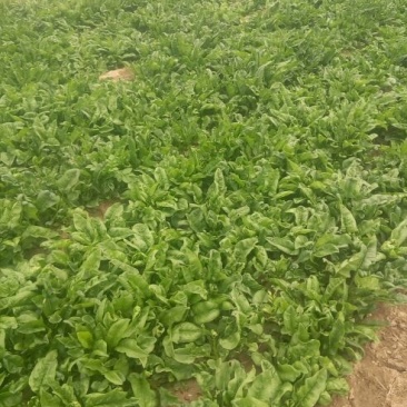 大叶菠菜20~25厘米