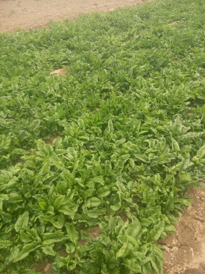大叶菠菜20~25厘米
