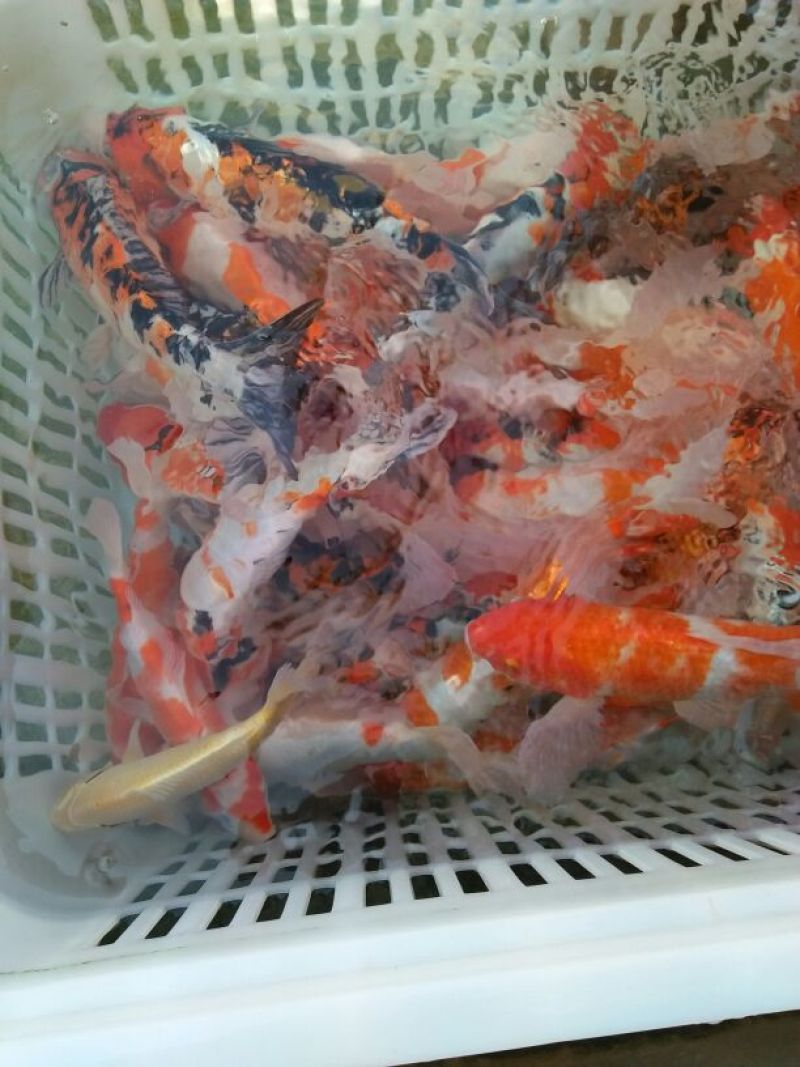 锦鲤5cm以上