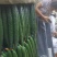 春秋黄瓜25公分以上干花带刺