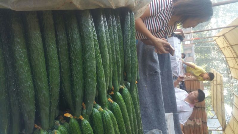 春秋黄瓜25公分以上干花带刺