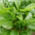大叶菠菜20~25厘米