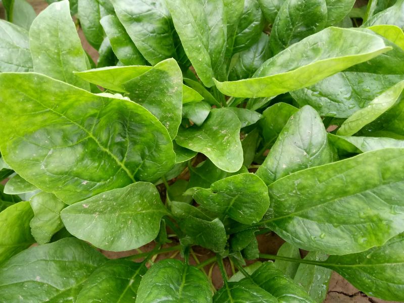 大叶菠菜20~25厘米