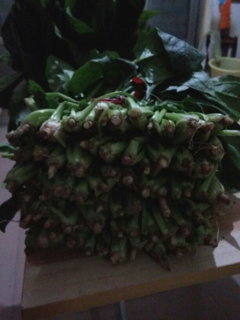 大叶菠菜30~35厘米