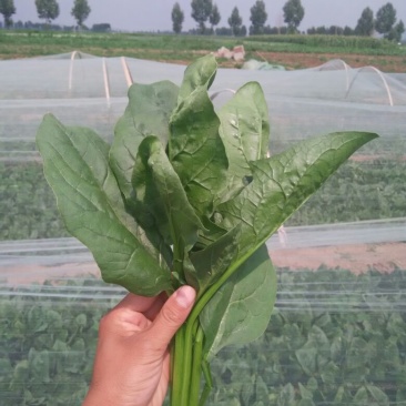秋菠菜25~30厘米