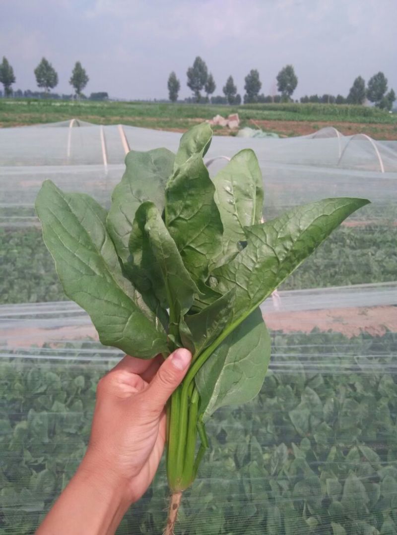 秋菠菜25~30厘米