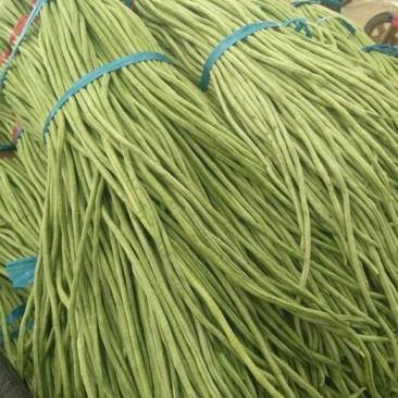 精品长豆角，货量充足，备有大型冷库，可供应大型市场