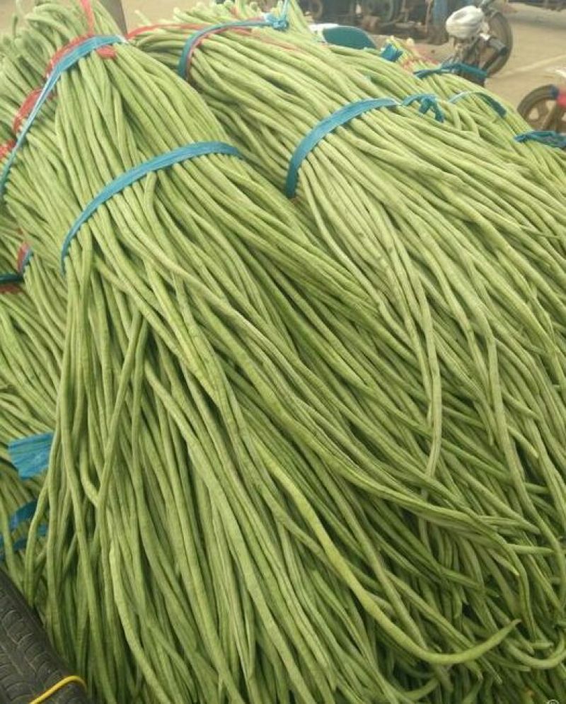 精品长豆角，货量充足，备有大型冷库，可供应大型市场