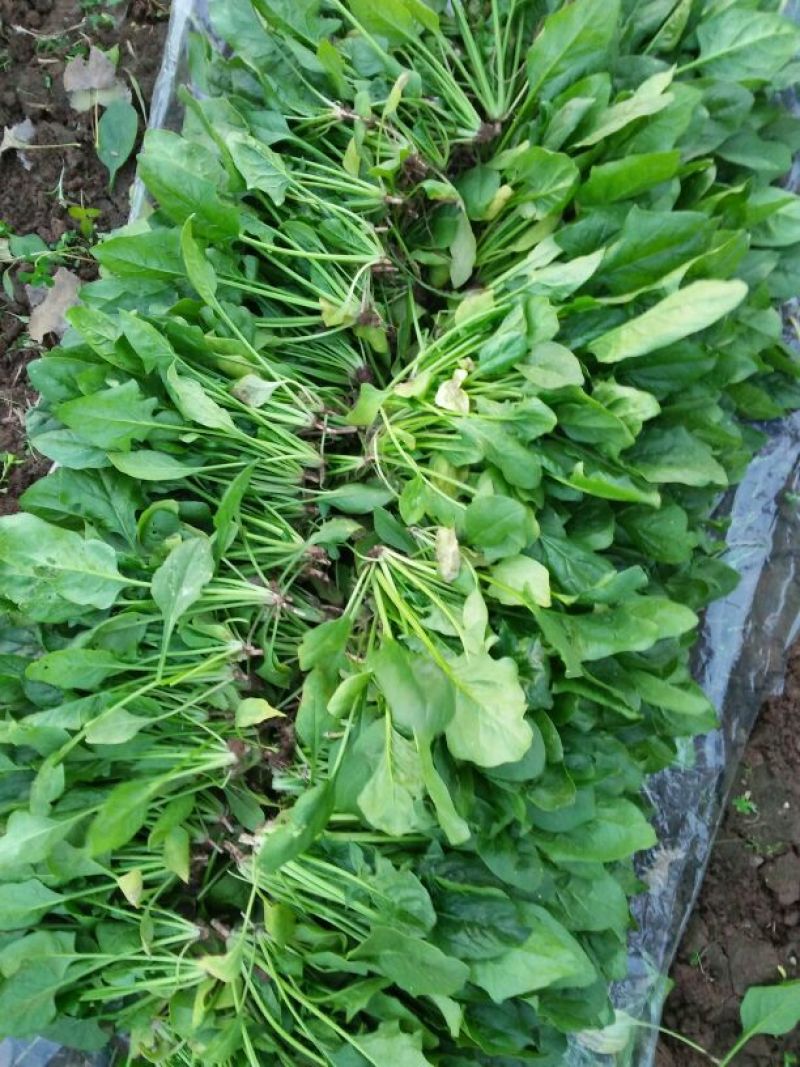 大叶菠菜30~35厘米