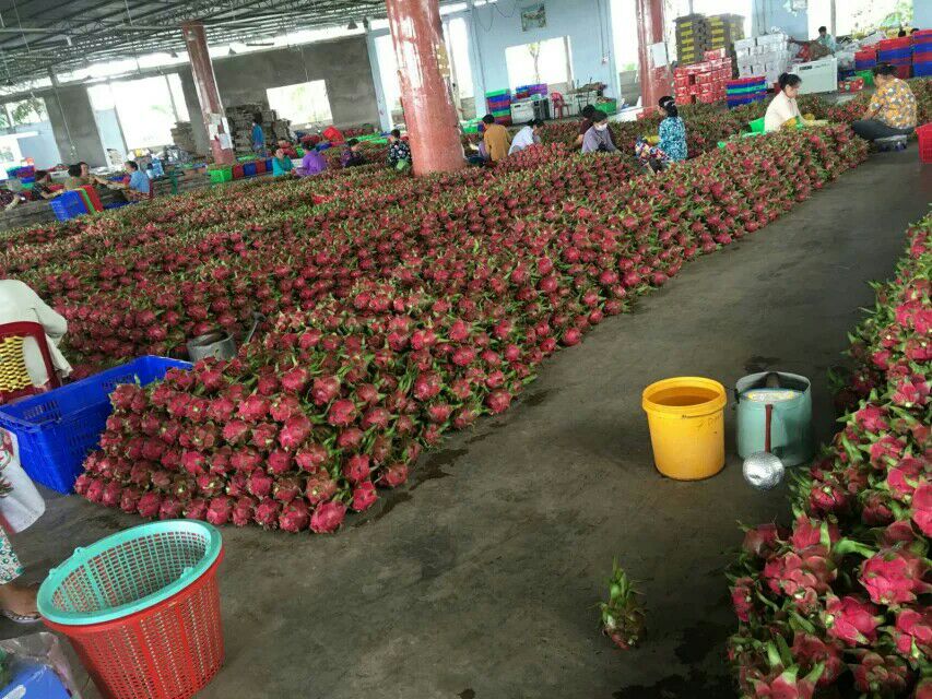 红心火龙果广西南宁市江南区_批发_供应-一亩