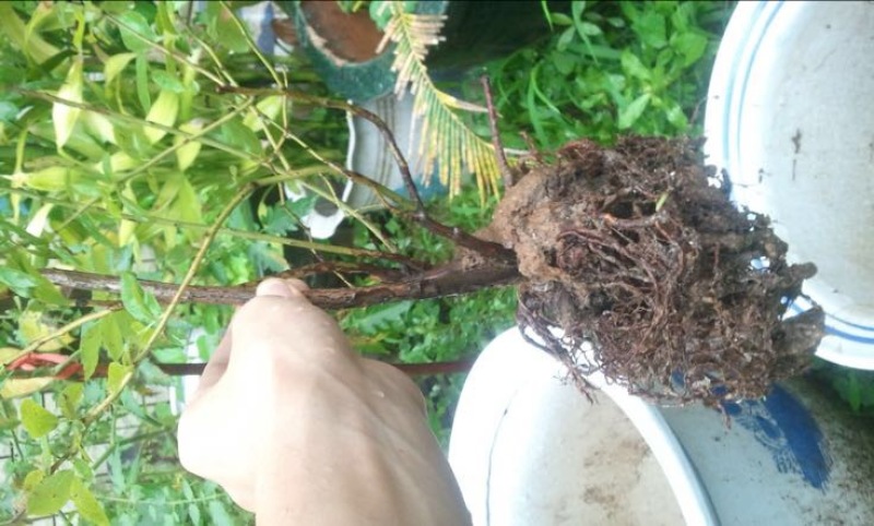 蓝莓苗1~2年50~80cm