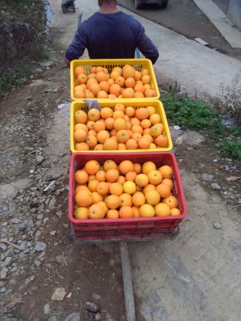 纽荷尔精品脐橙优质脐橙基地