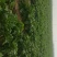白萝卜2~2.5斤起