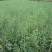 压榨菜籽油一级