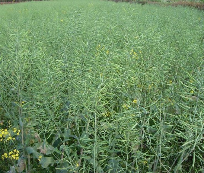 压榨菜籽油一级