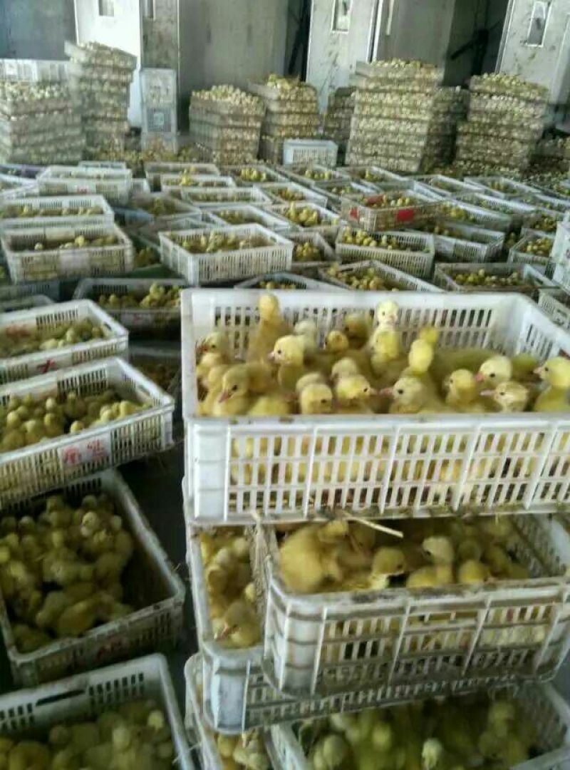 扬州大白鹅苗250g以下