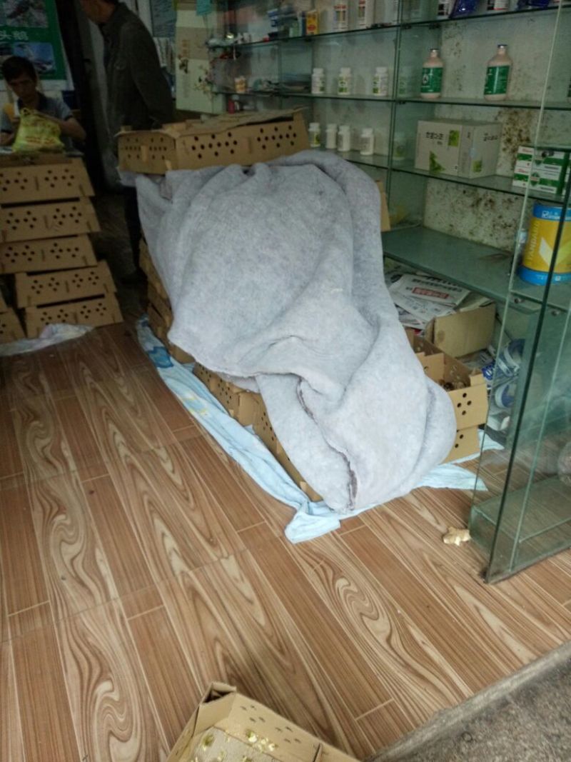 鸡苗1斤以下