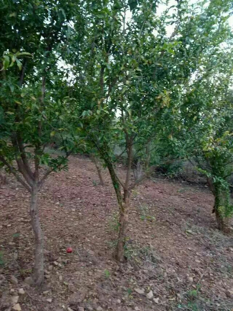突尼斯软籽石榴苗泰山红石榴苗50~60cm